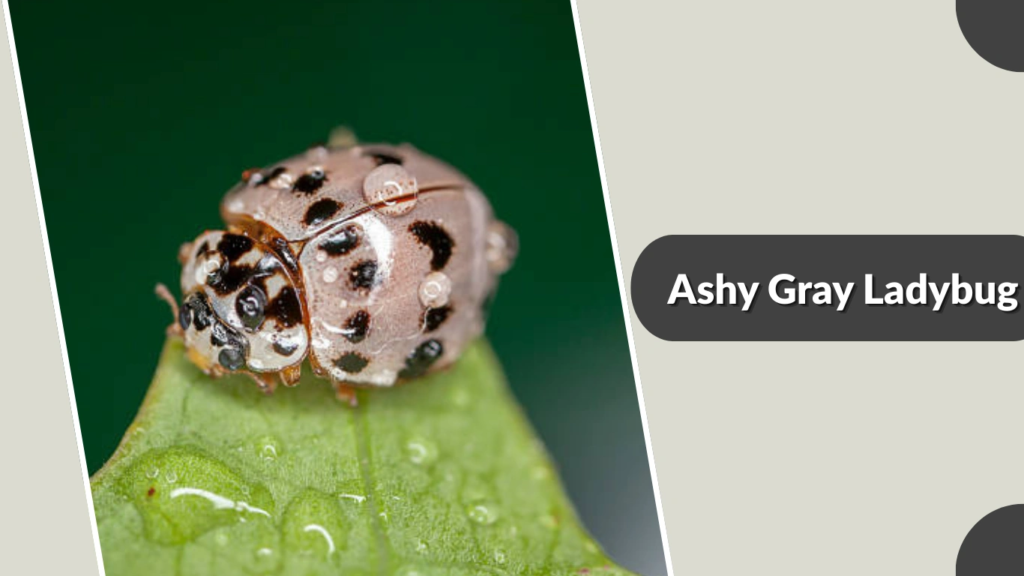 Ashy Gray Ladybug