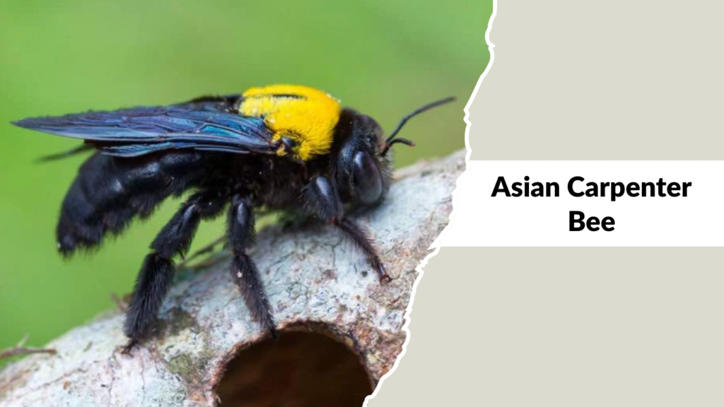 Asian Carpenter Bee