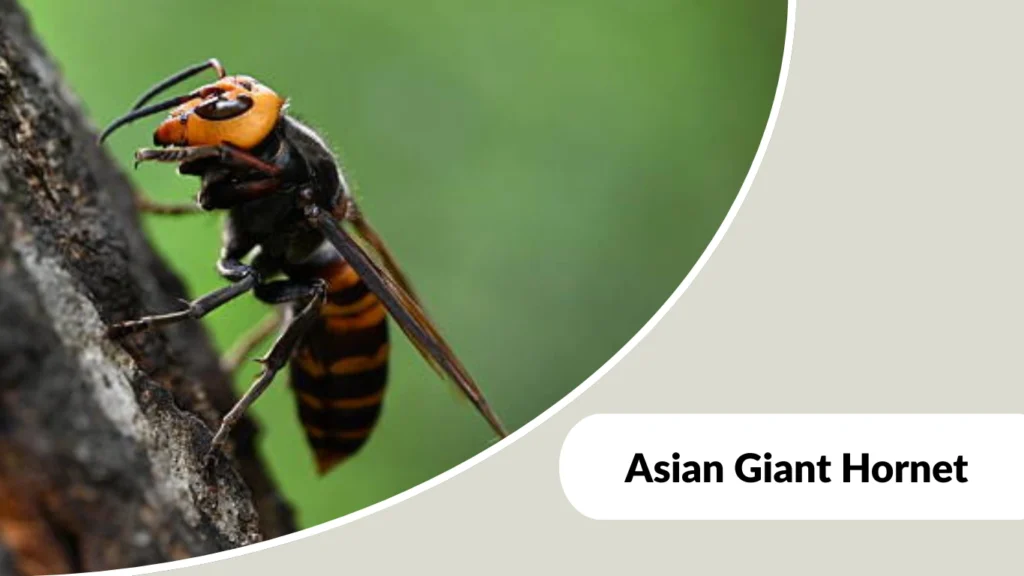Asian Giant Hornet
