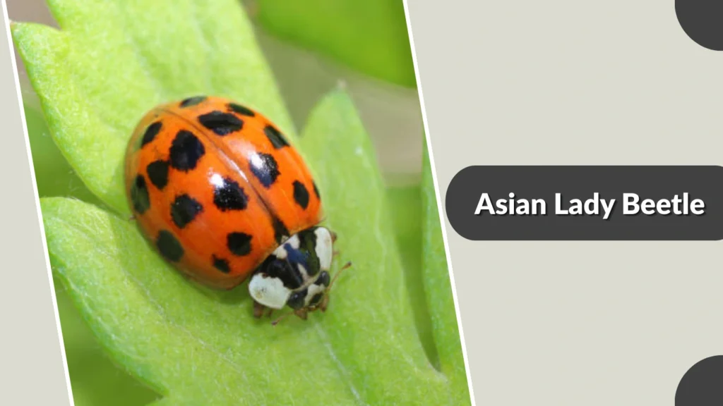 Asian Lady Beetle