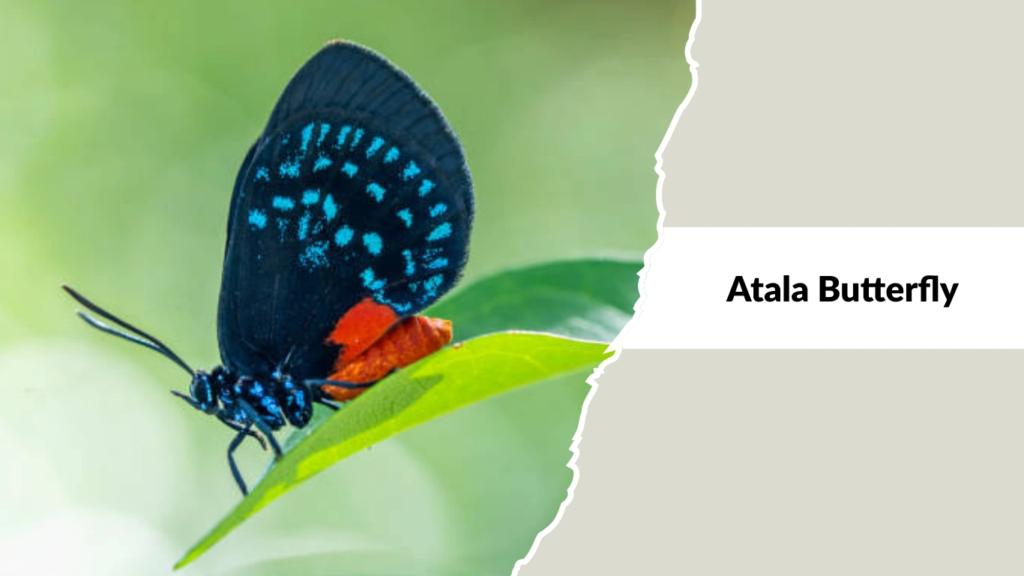 Atala Butterfly