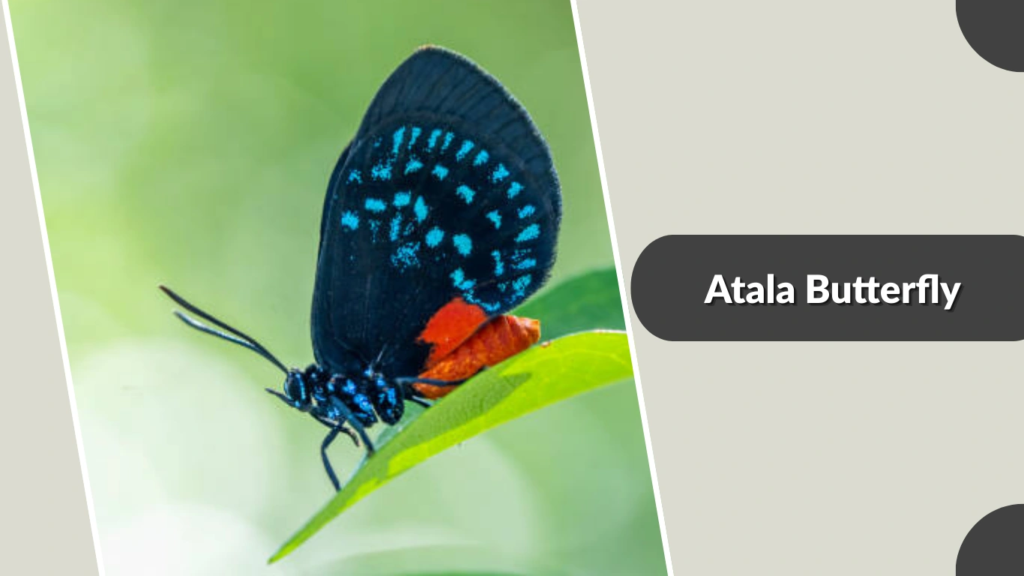 Atala Butterfly