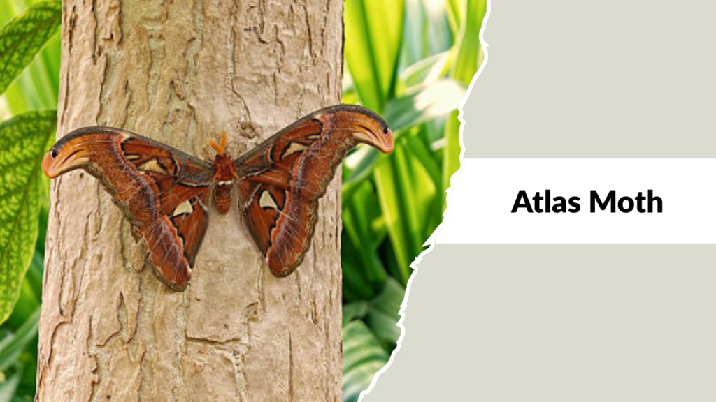 Atlas Moth