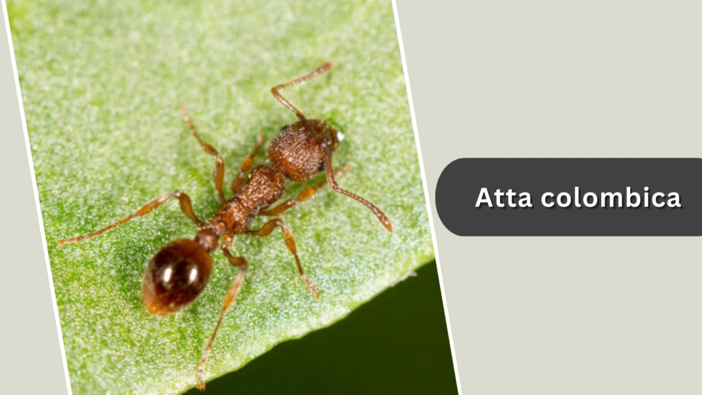 Atta colombica