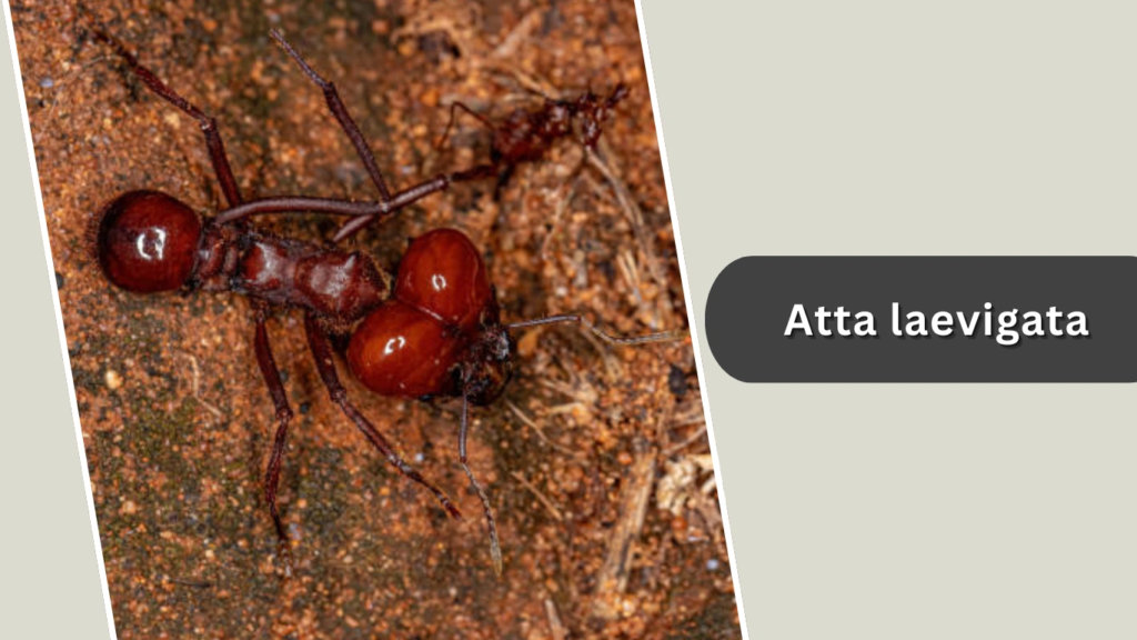 Atta laevigata
