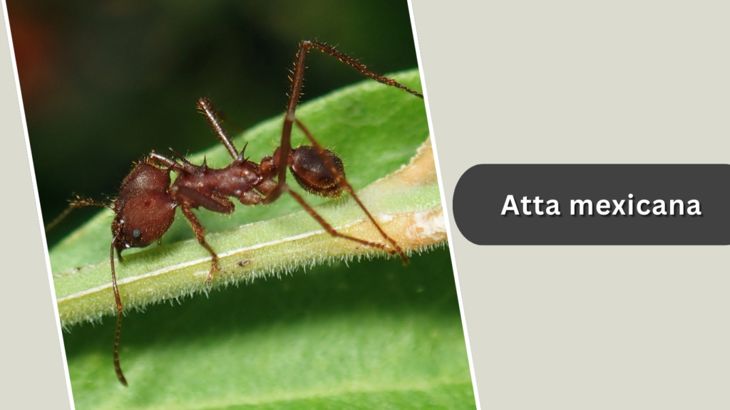 Atta mexicana