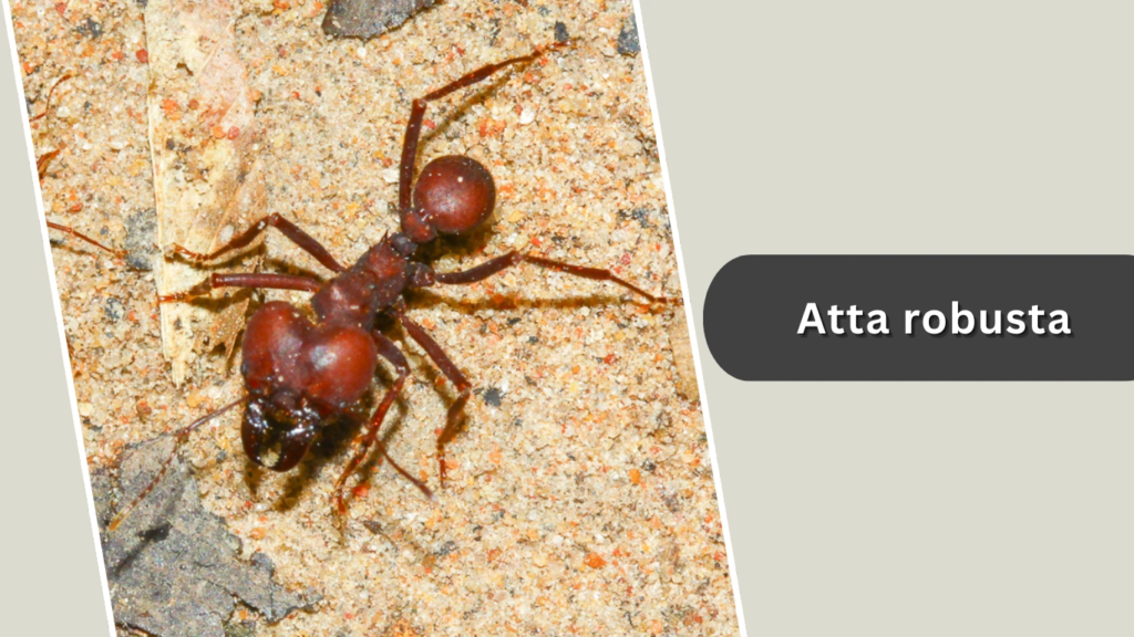 Atta robusta