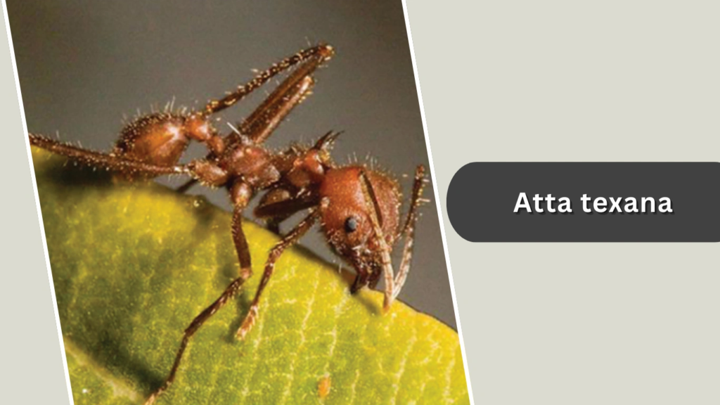Atta texana