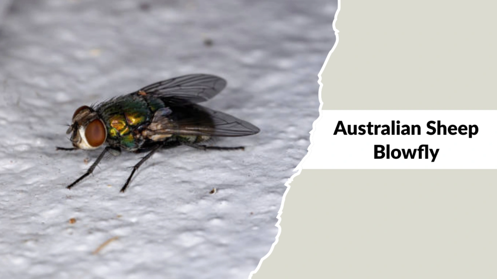 Australian Sheep Blowfly