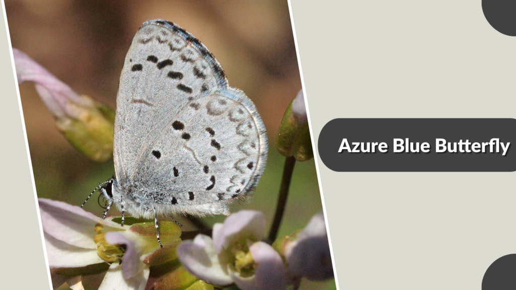 Azure Blue Butterfly