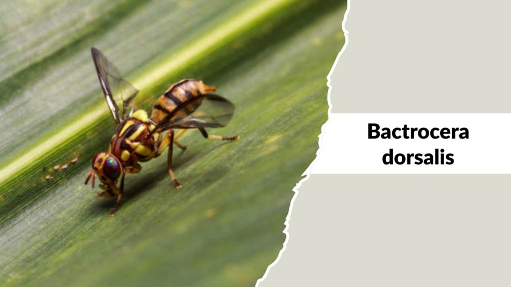 Bactrocera dorsalis
