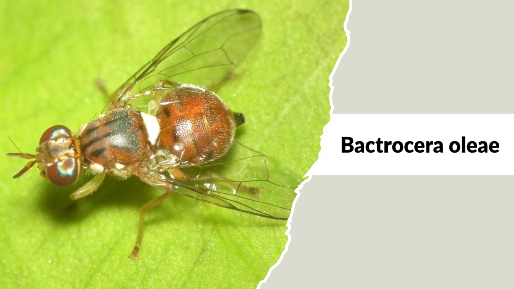 Bactrocera oleae