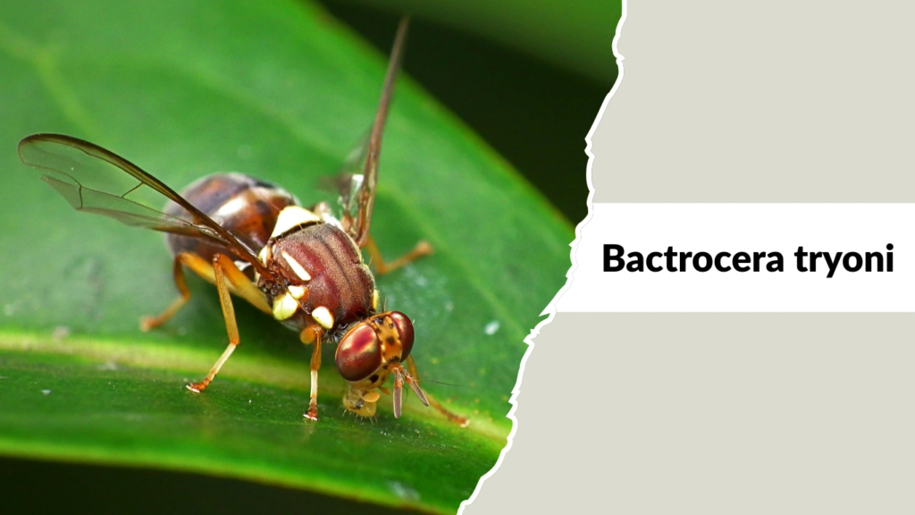 Bactrocera tryoni