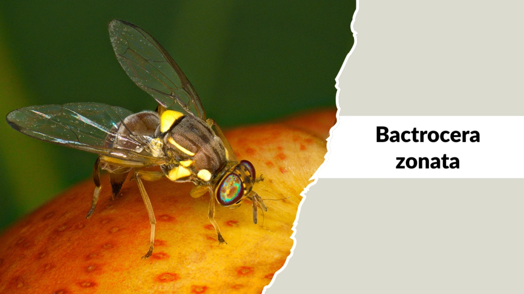 Bactrocera zonata