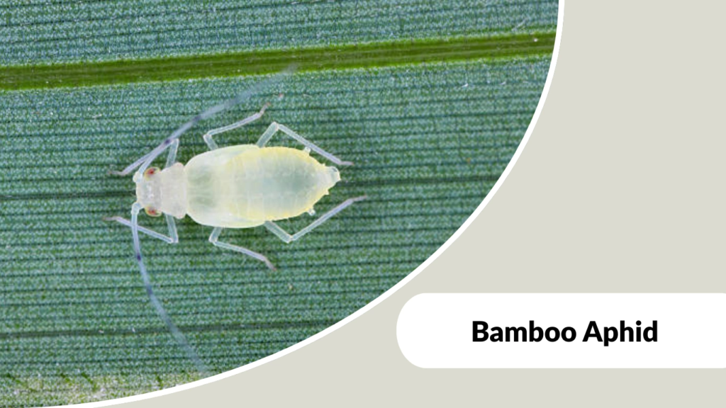 Bamboo Aphid