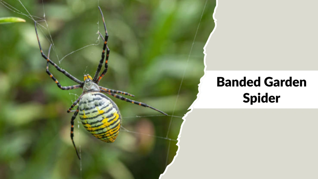 Banded Garden Spider