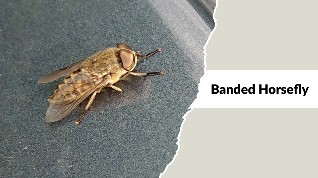 Banded Horsefly