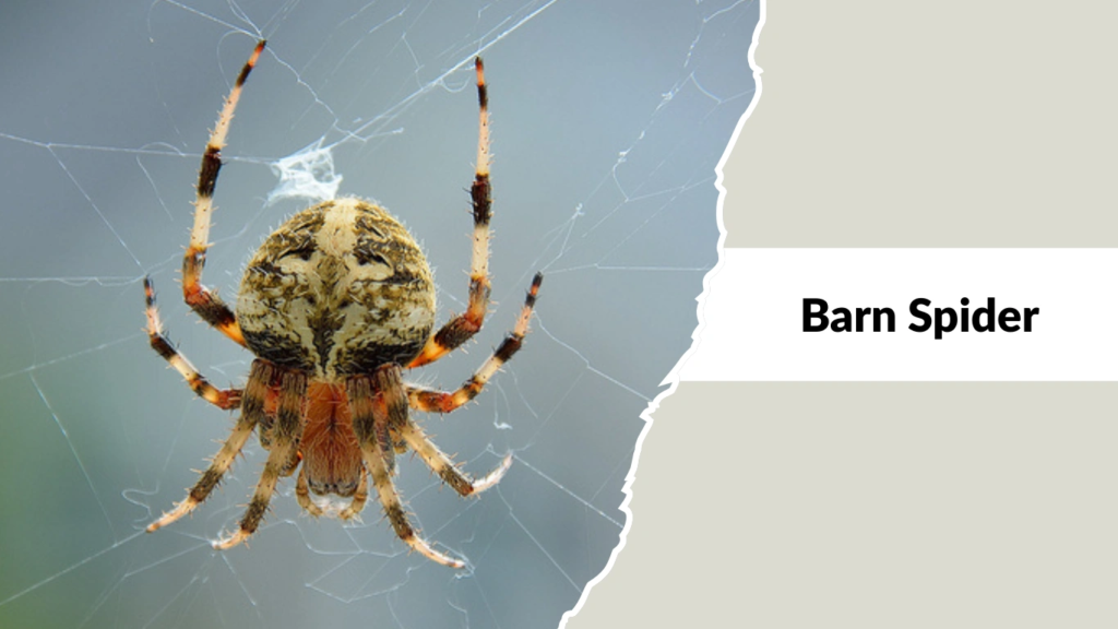 Barn Spider