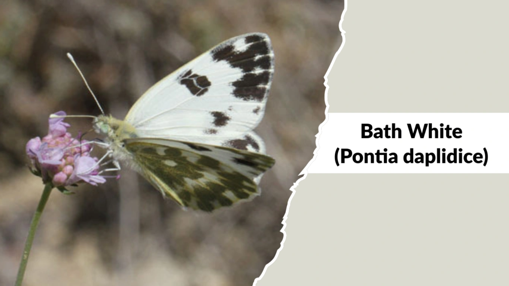 Bath White (Pontia daplidice)