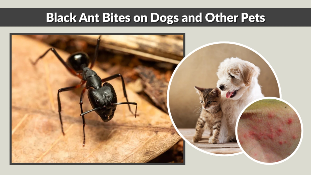 Black Ant Bites on Dogs and Other Pets