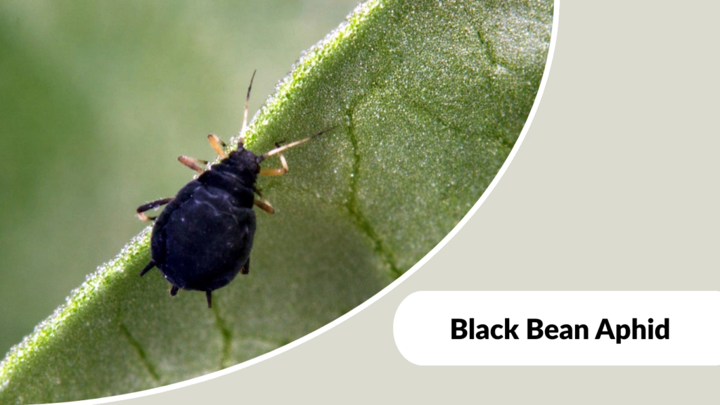 Black Bean Aphid