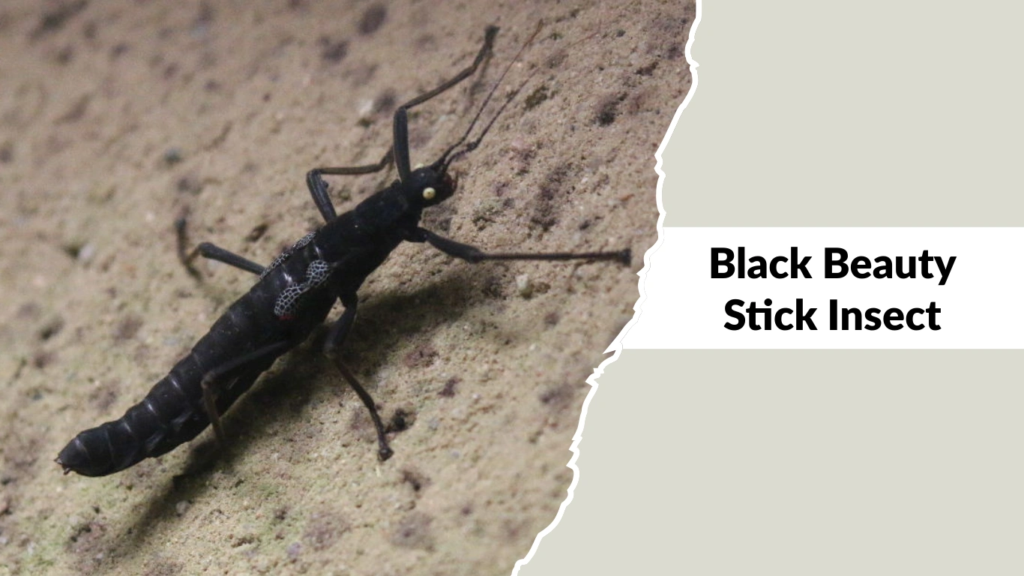 Black Beauty Stick Insect
