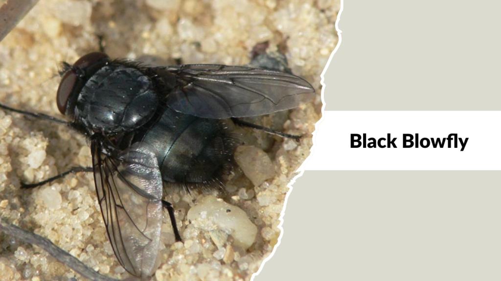 Black Blowfly