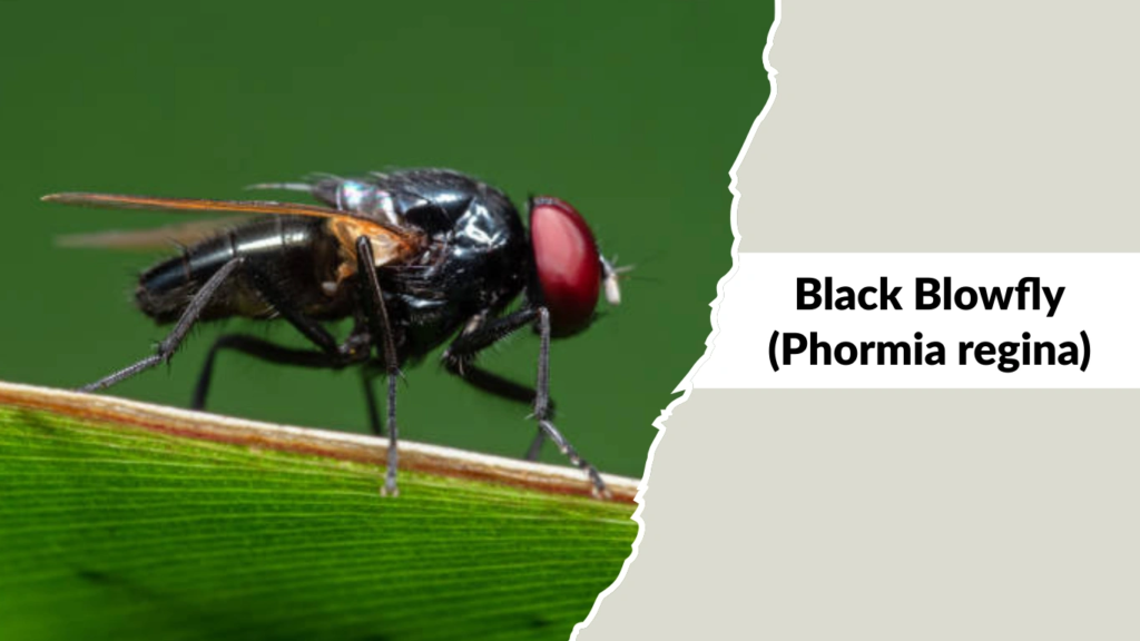 Black Blowfly (Phormia regina)