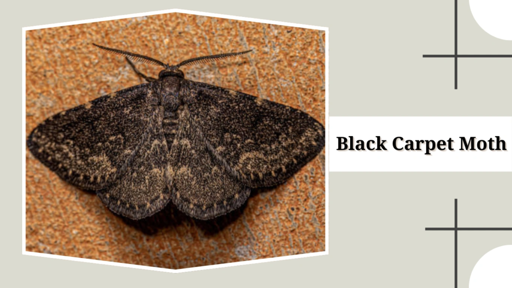 Black Carpet Moth