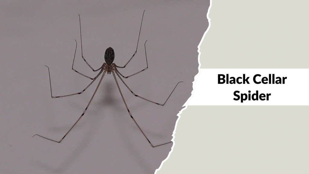 Black Cellar Spider