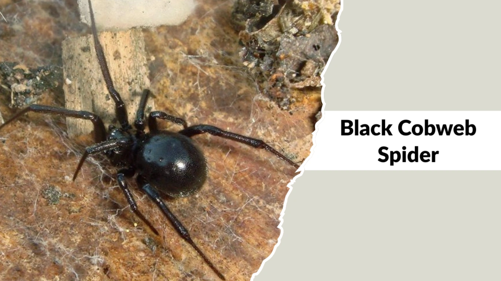Black Cobweb Spider