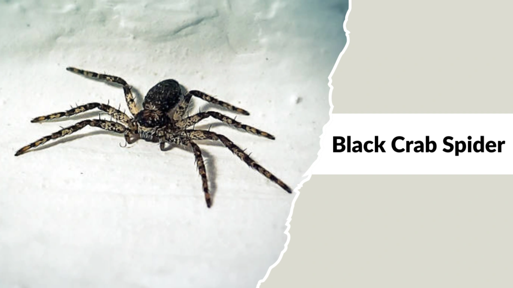 Black Crab Spider