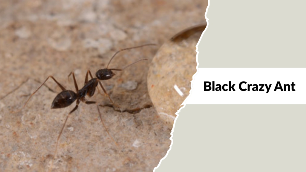 Black Crazy Ant