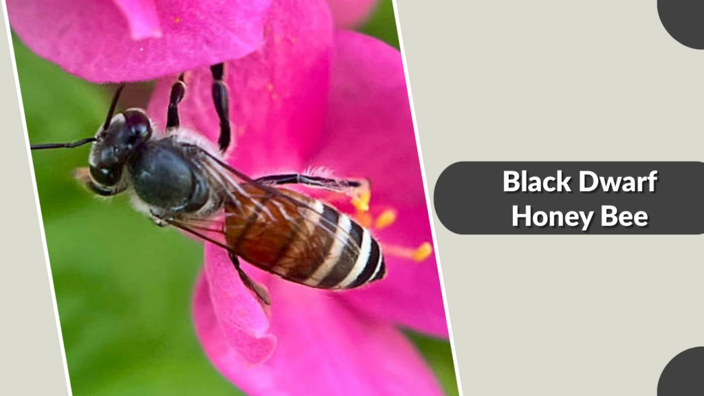 Black Dwarf Honey Bee