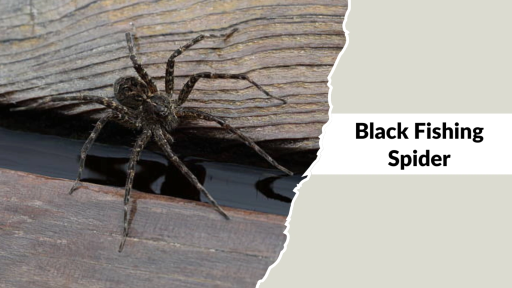 Black Fishing Spider