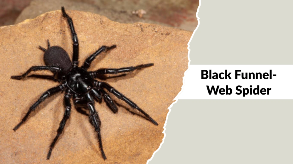 Black Funnel-Web Spider