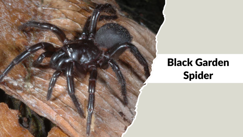 Black Garden Spider