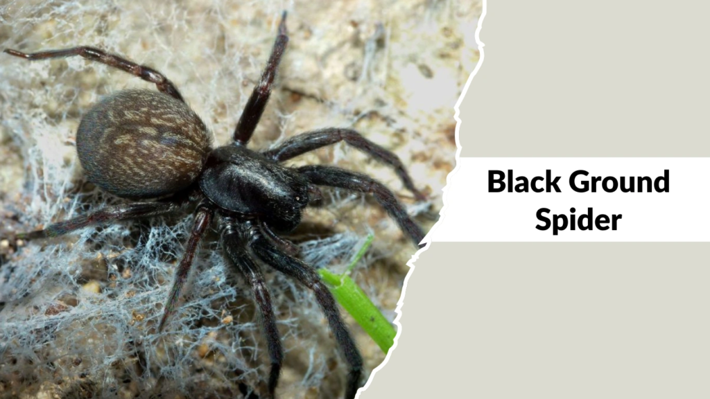 Black Ground Spider