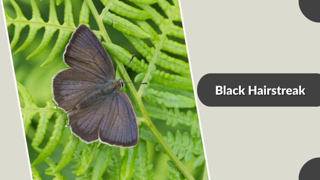 Black Hairstreak