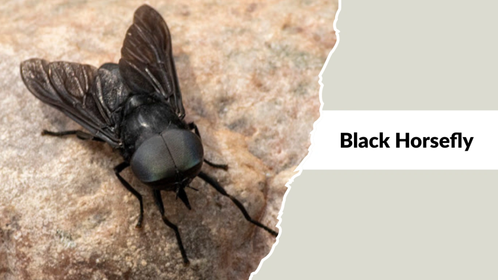 Black Horsefly