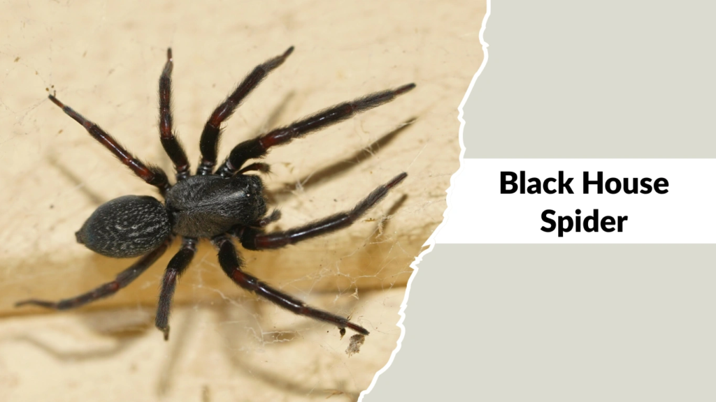 Black House Spider