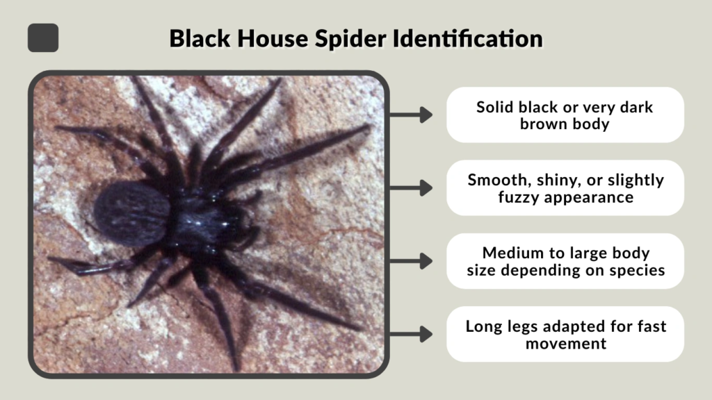 Black House Spider Identification
