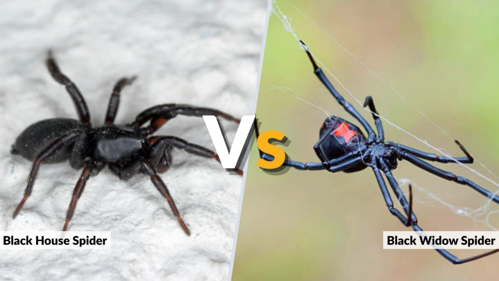 Black House Spider vs Black Widow