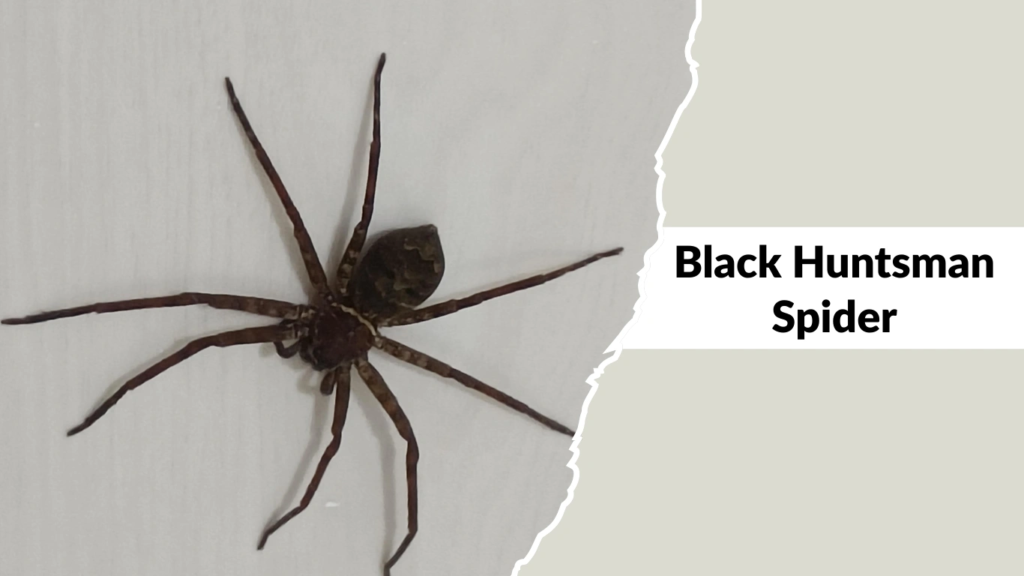 Black Huntsman Spider