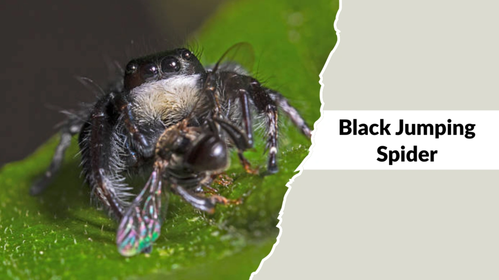 Black Jumping Spider