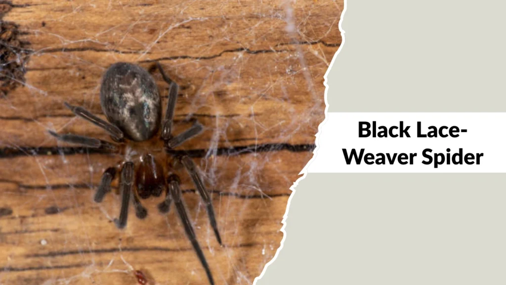 Black Lace-Weaver Spider