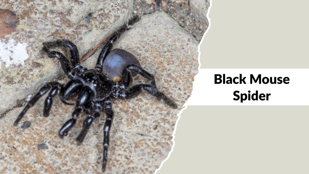 Black Mouse Spider