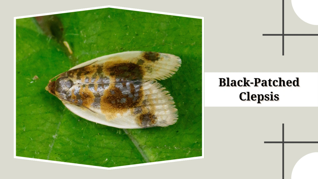 Black-Patched Clepsis