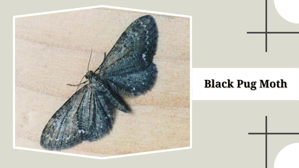 Black Pug Moth