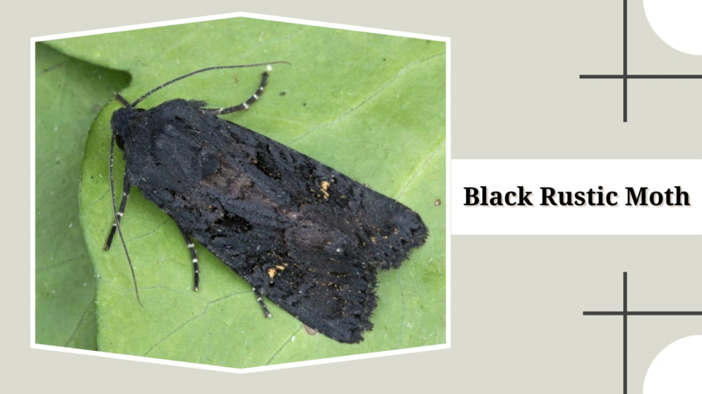 Black Rustic Moth